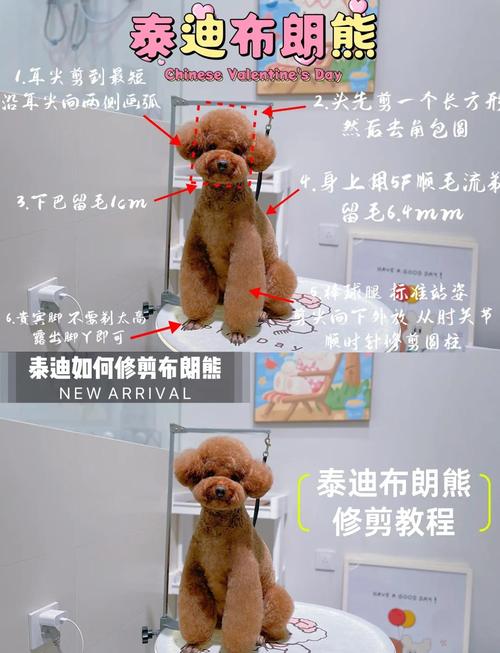 西高地白梗美容梳理剃毛方法