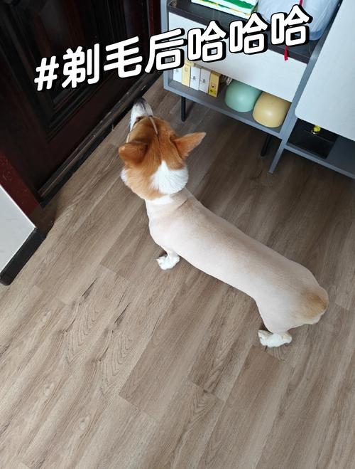 如何给宠物狗剃毛?
