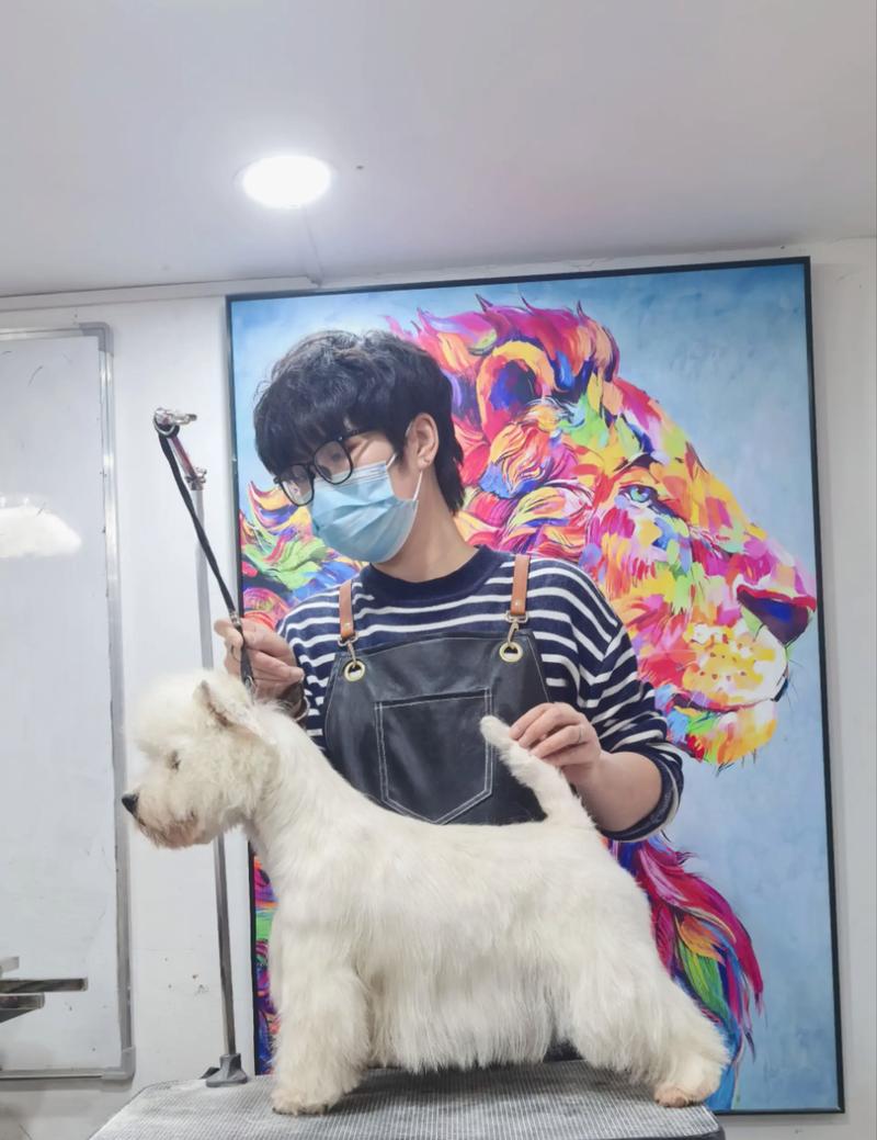 要如何自家给狗狗剃毛,有经验的朋友分享下