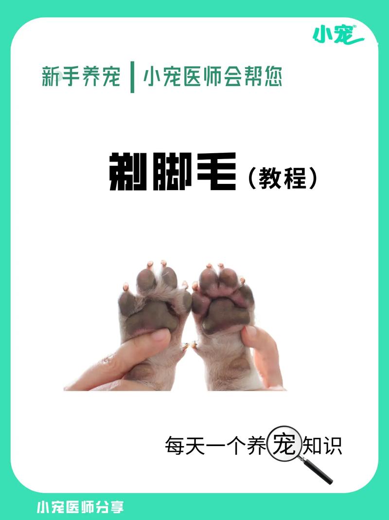 给狗狗剃毛的正确方法