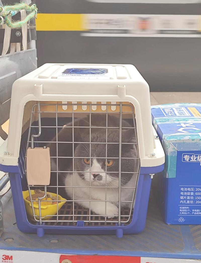 坐高铁可以带猫嘛