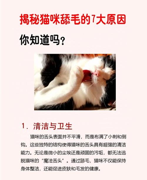 猫咪当着你的面舔毛说明什么