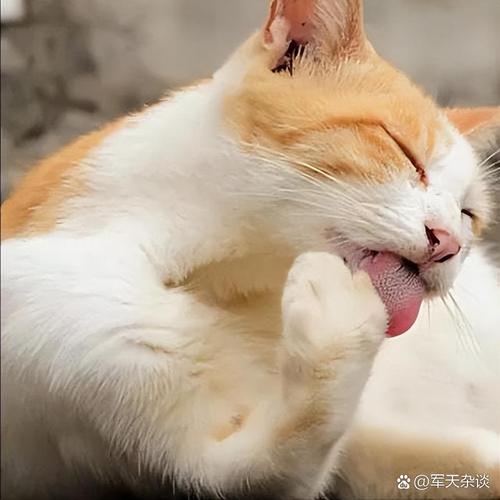 猫咪到主人身边舔毛是怎么回事?