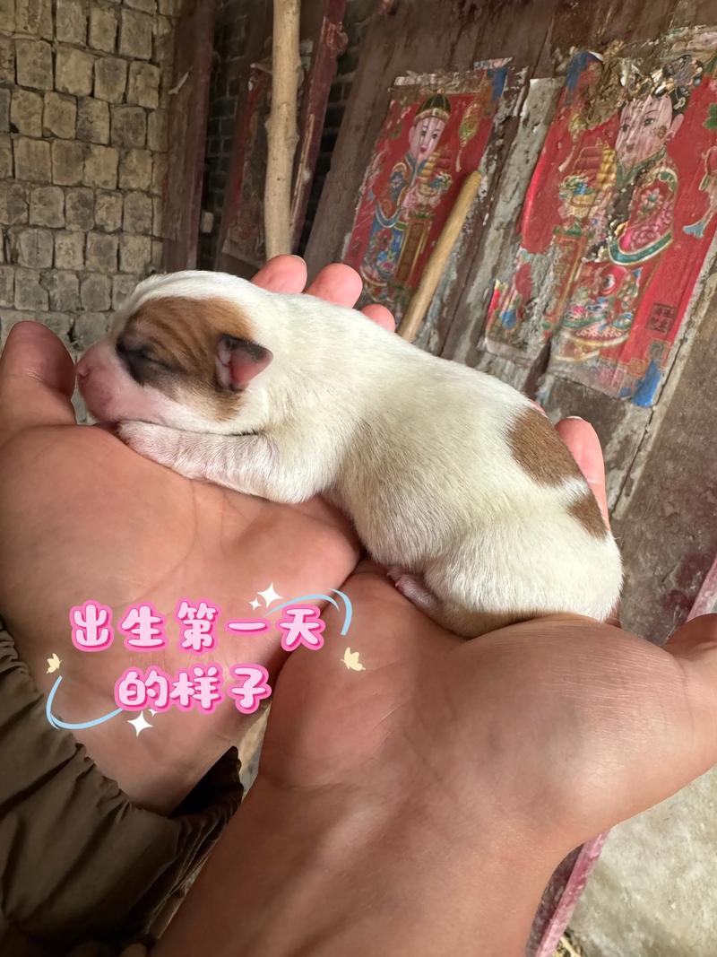 土狗怀孕后几个月生小狗?