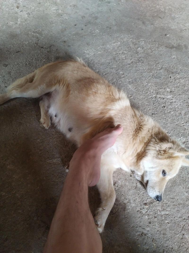 狗几个月生小狗