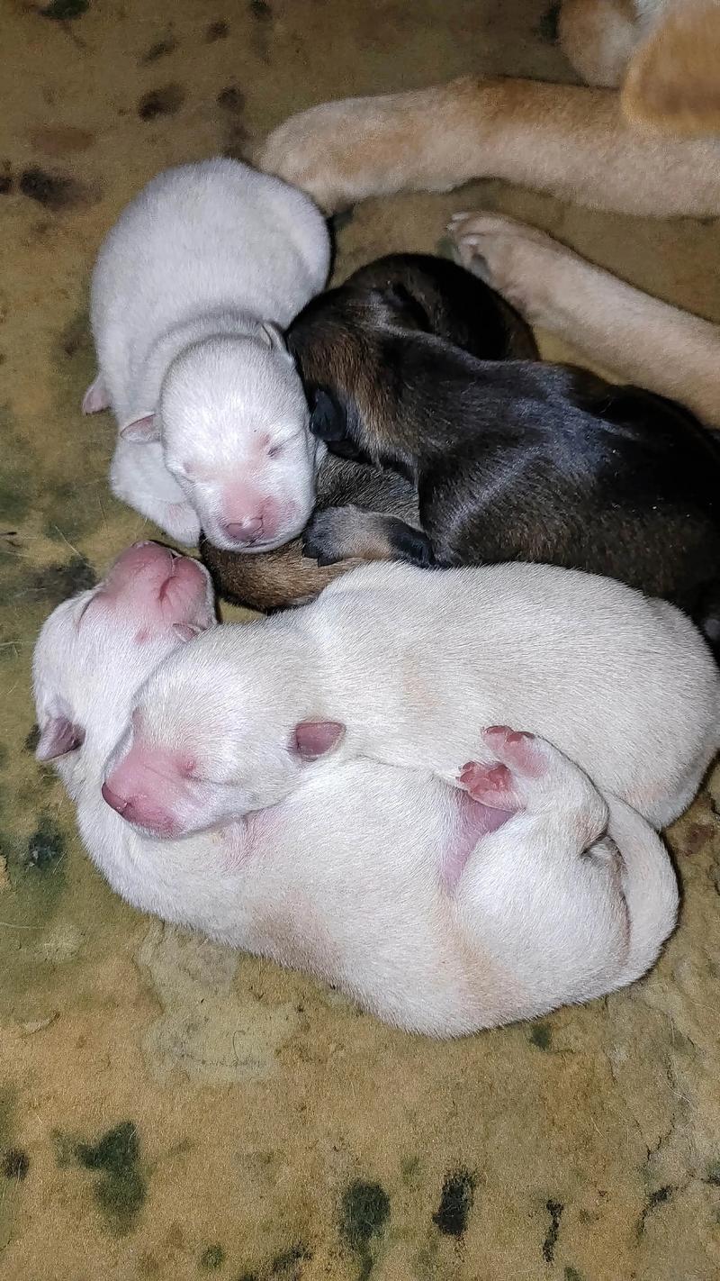 狗怀孕几个月生