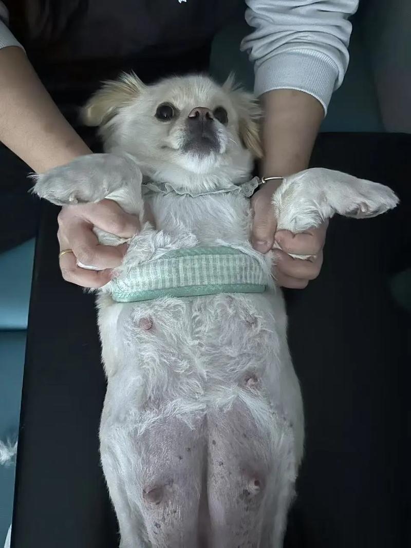 狗狗剖腹产要多少钱