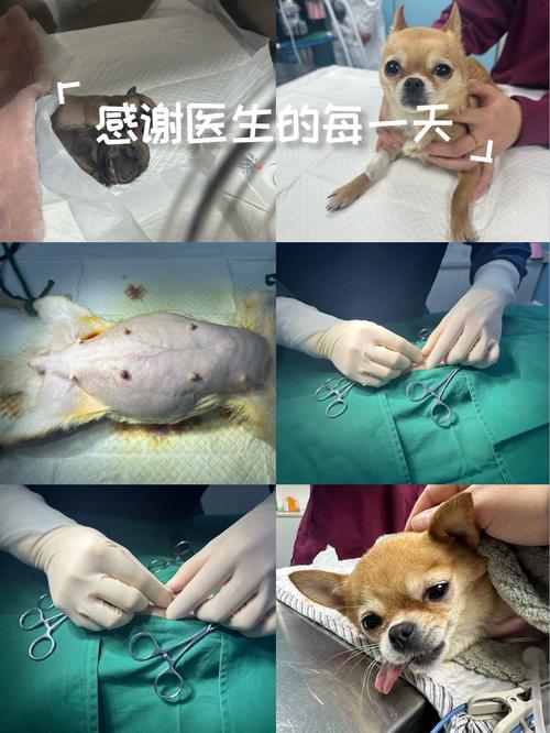 狗狗剖腹产一般多少钱?