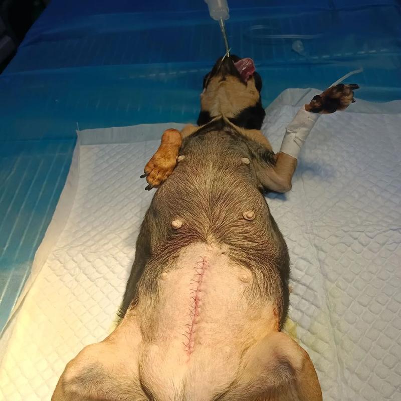 在山西太原宠物医院狗狗剖腹产要花多少钱