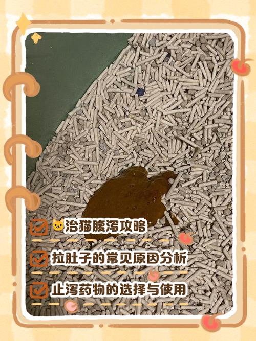 怀孕的猫拉肚子怎么办