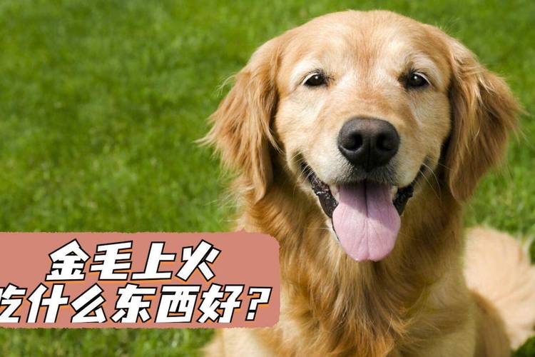 小狗上火吃什么药