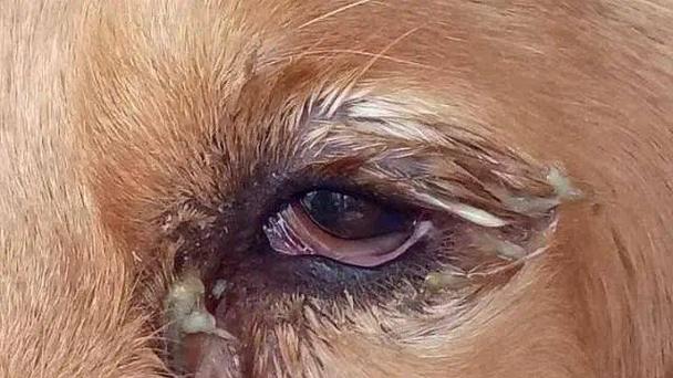 狗感冒咳嗽有眼屎多