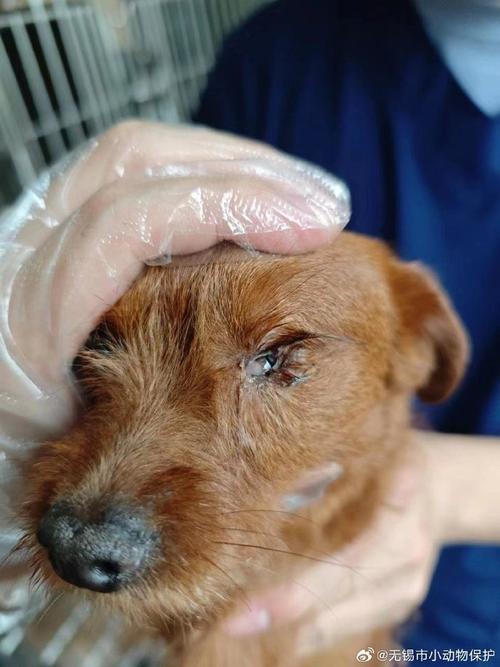 狗狗总咳嗽。没犬瘟。没细小精神好食欲好,有眼屎