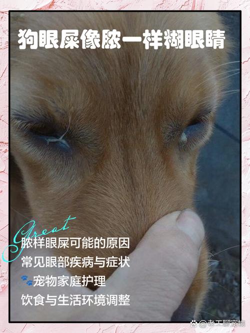 狗感冒咳嗽谈吐眼屎多鼻子干