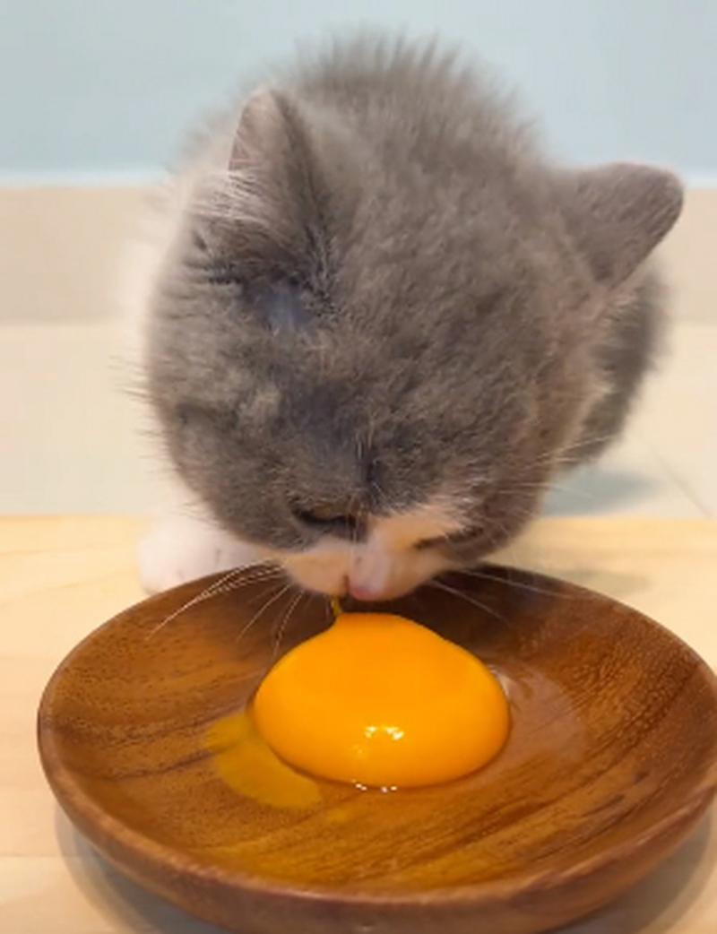 猫咪不能吃的25种食物!