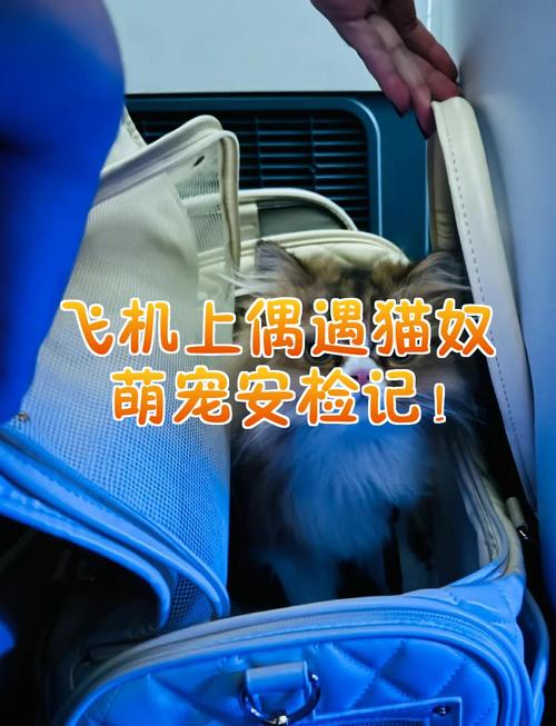 把猫藏在身上可以过安检吗