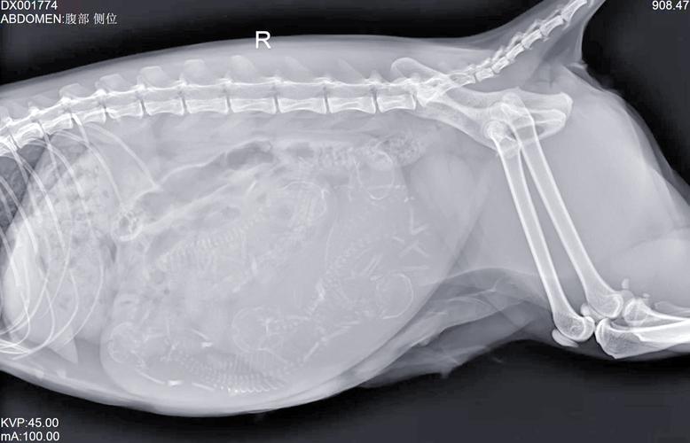 郑州高铁可以带猫咪吗