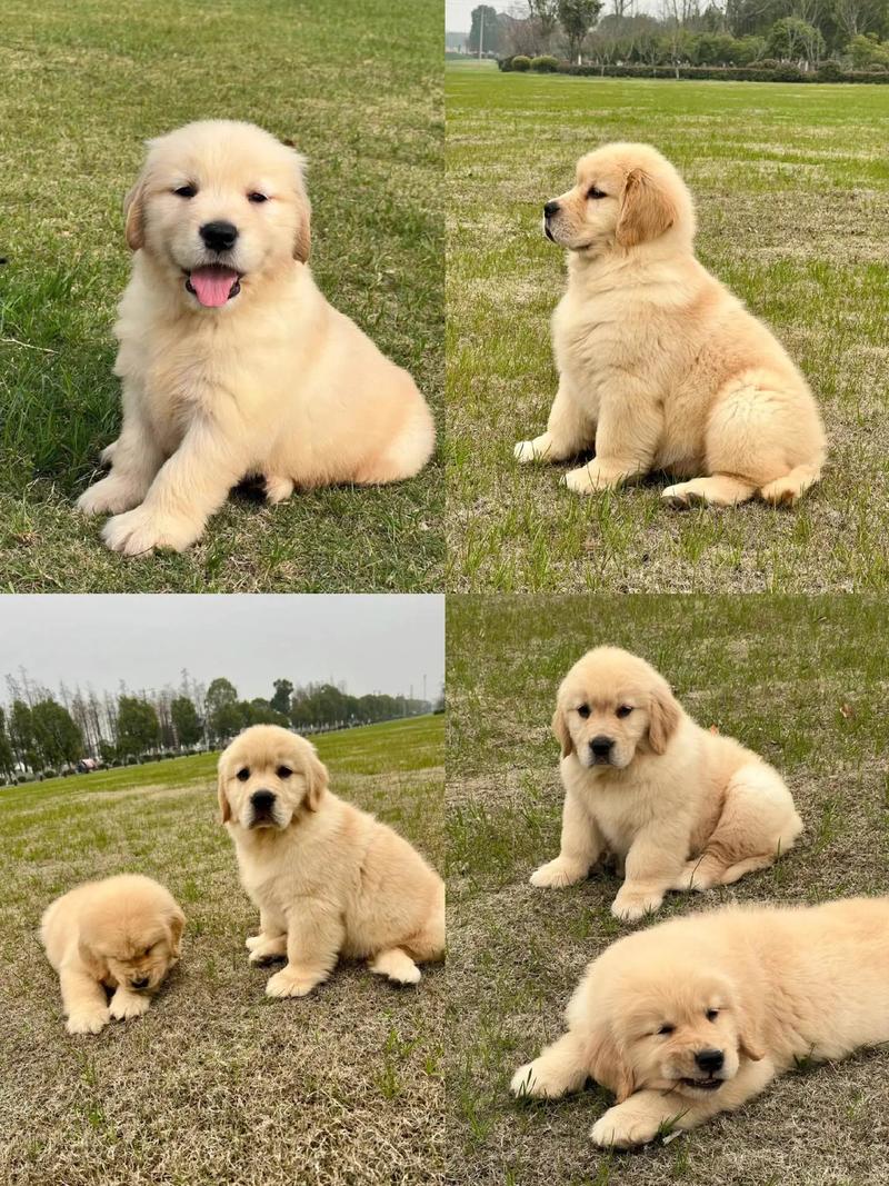 狗能不能吃油条