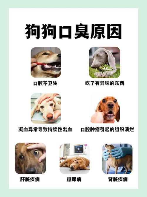 狗狗身上味道重,是因为这5点!