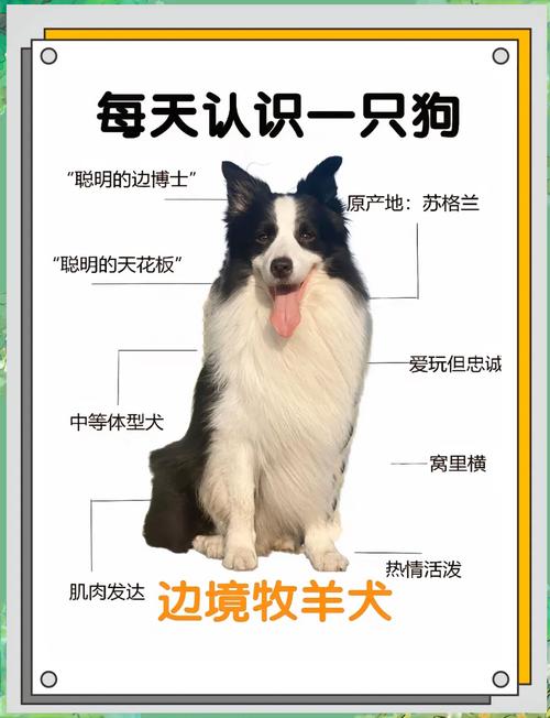 边牧会有很大的体味吗?