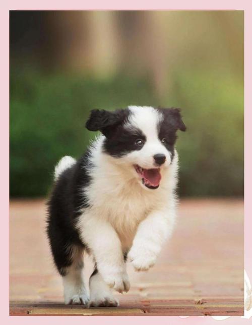 狗狗jiojio臭怎么办?