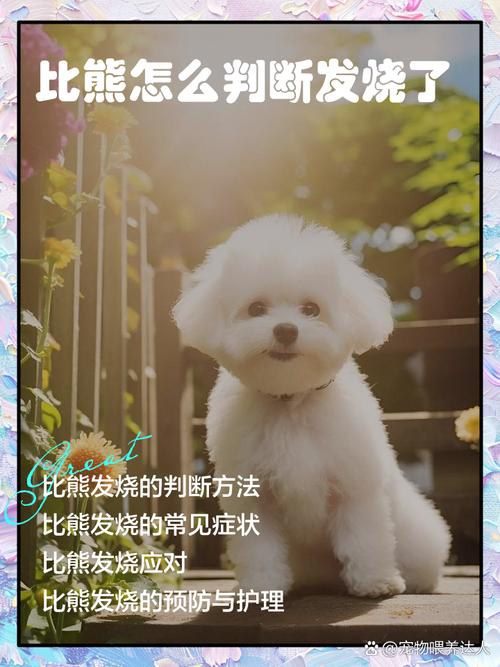 狗狗发烧摸哪里才知道