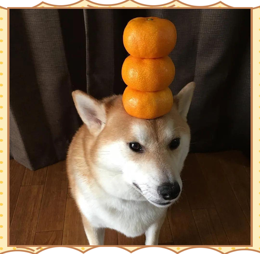 狗可以吃橘子吗
