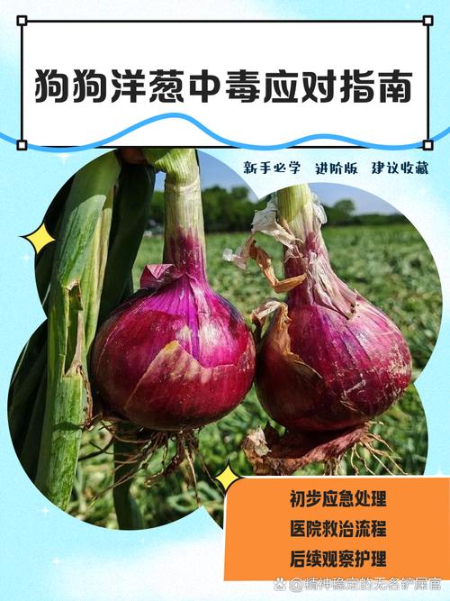 狗吃洋葱中毒症状