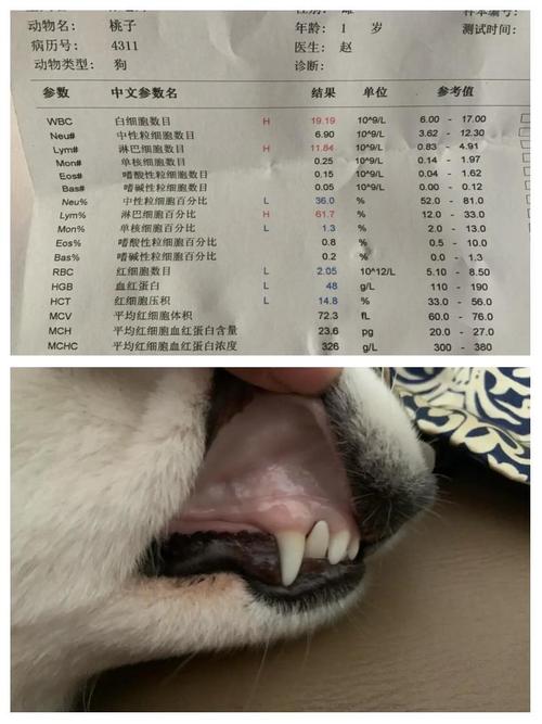 狗狗吃了洋葱后会有什么症状