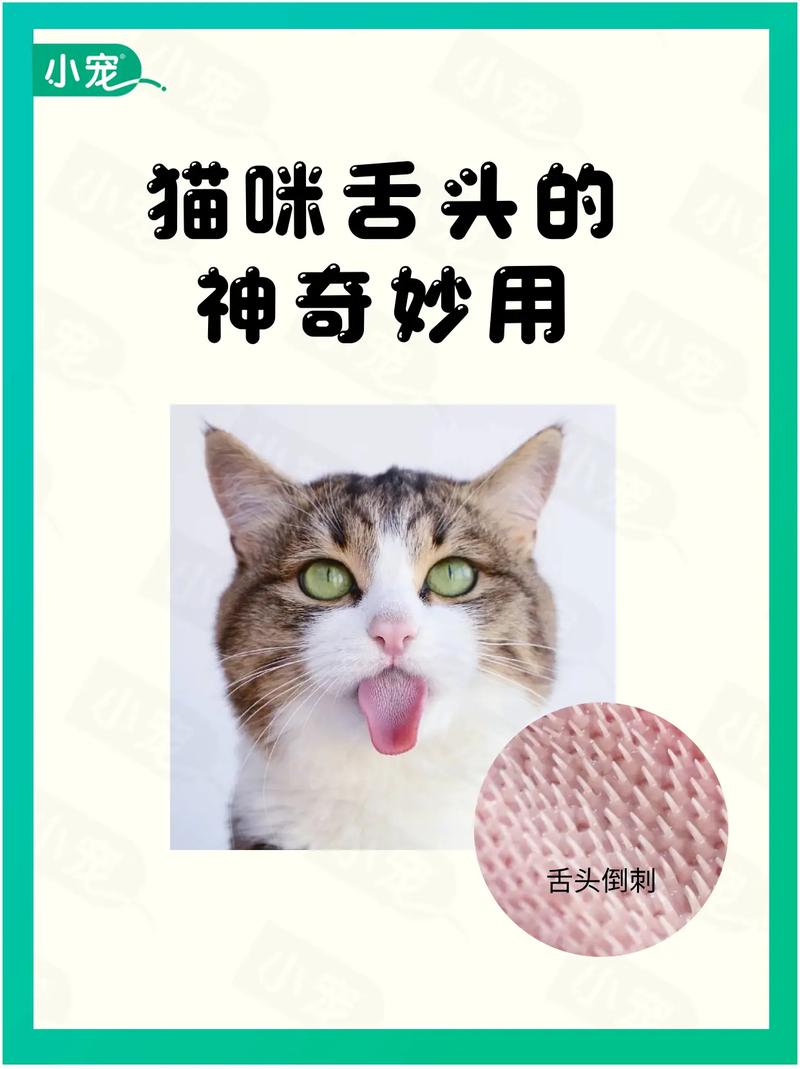 猫咪为什么会长倒刺,这个倒刺可不简单!