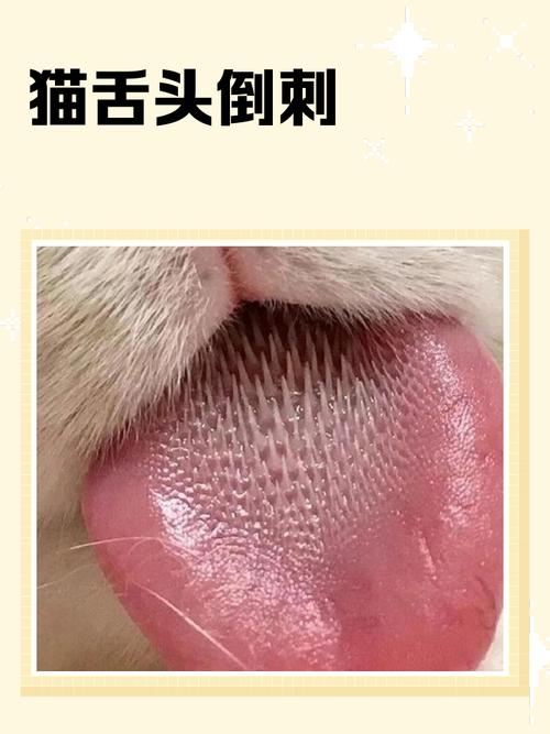 猫咪为什么舌头上有倒刺呢?