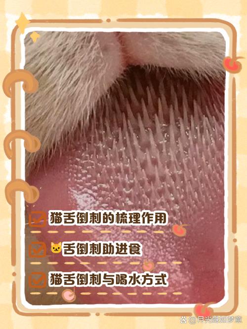 为什么猫咪的舌头有倒刺呢?