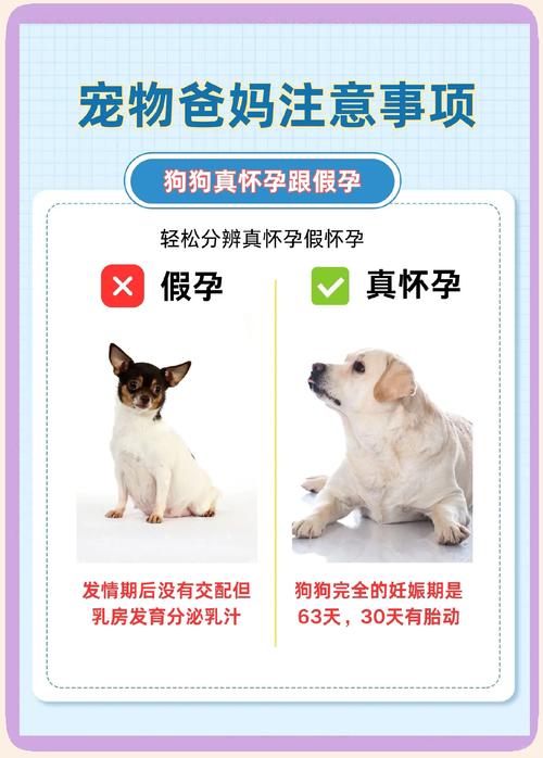 怎么判断狗有没有怀上