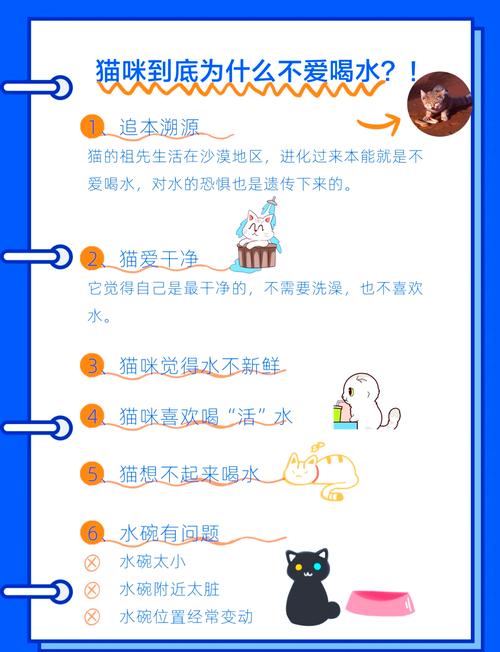 福利让猫咪多喝水的小妙招,你学到了吗