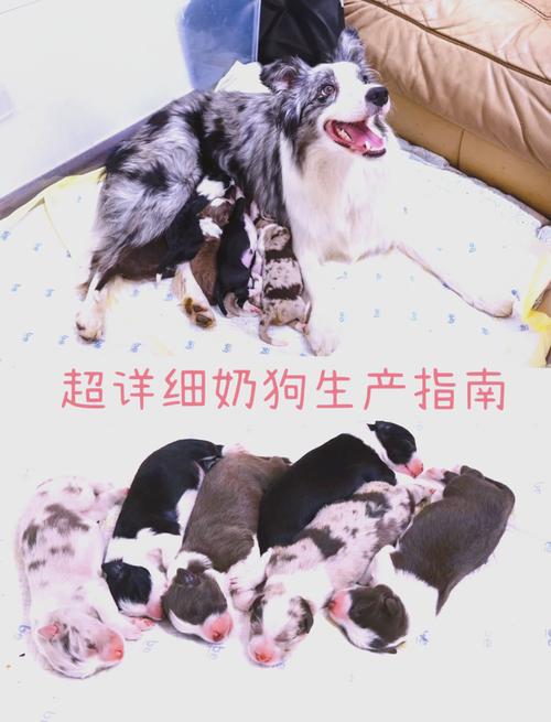 狗配种70天还没生怎么回事