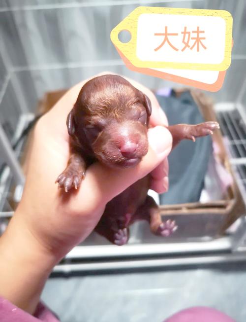 狗65天还不生正常吗