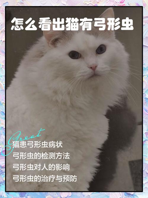 怎么看出猫有弓形虫