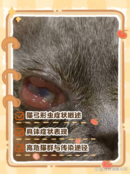 弓形虫在猫咪体内潜伏期