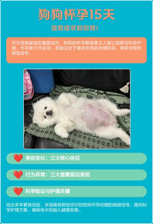 狗狗怀孕期间拉稀呕吐,该怎么治疗?