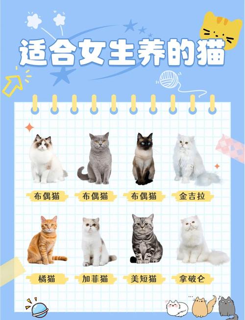好养的猫咪有哪些什么猫比较好养又可爱