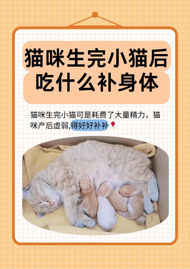 猫咪刚生产完吃什么好
