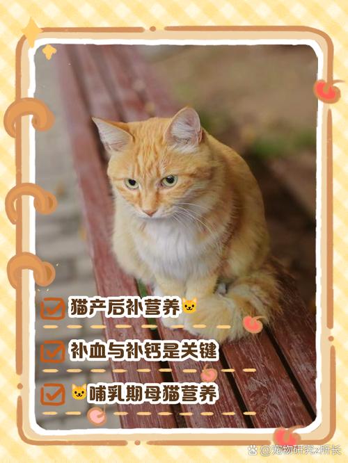 生产完的猫猫要吃什么