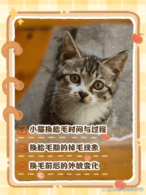 新手养猫必看0『1』2月猫咪成长表