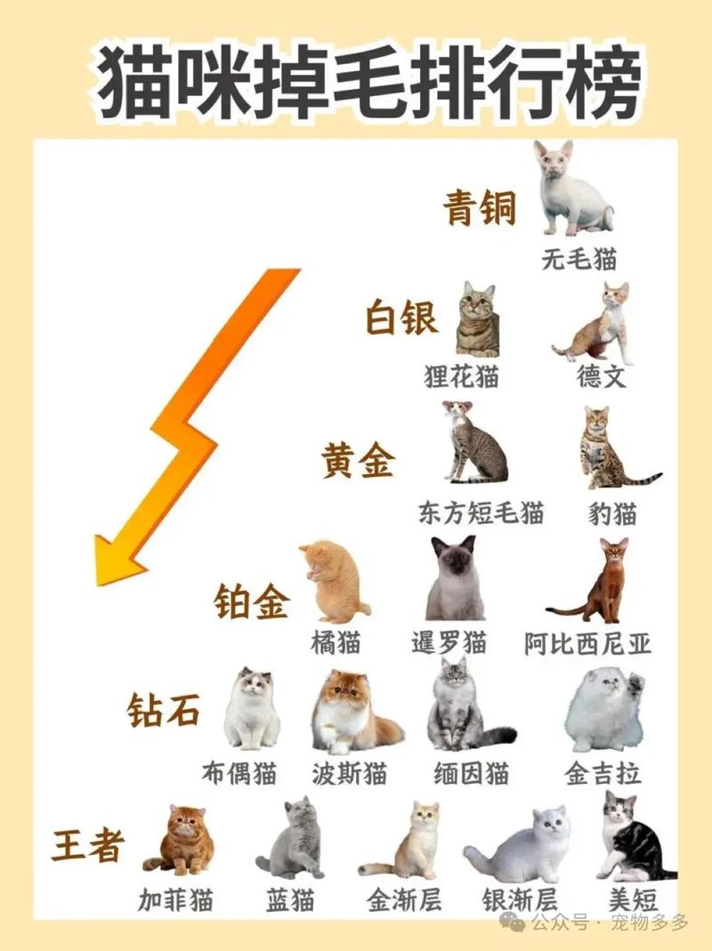 猫咪的换毛期是什么时候呢?应该注意什么呢?