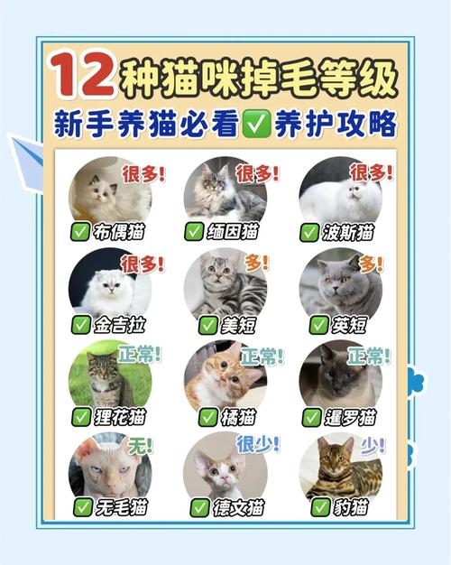 保姆级解决猫咪掉毛攻略春季养猫必备
