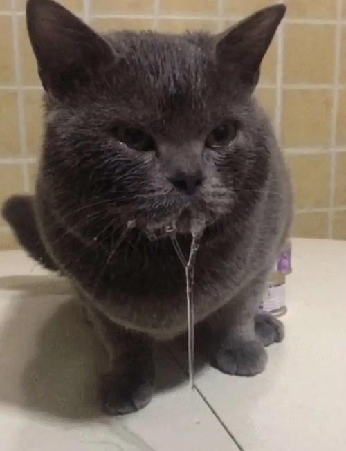 人吃了猫的食物嘴巴有许多口水