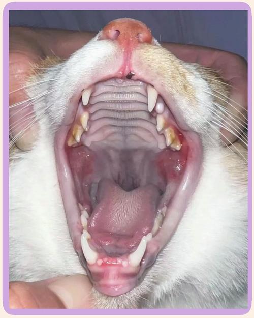 猫的口水干净吗