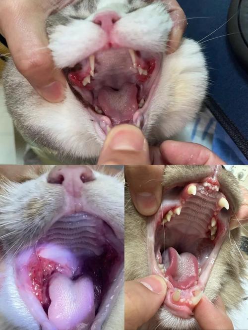 猫咪嘴里有毒吗为什么