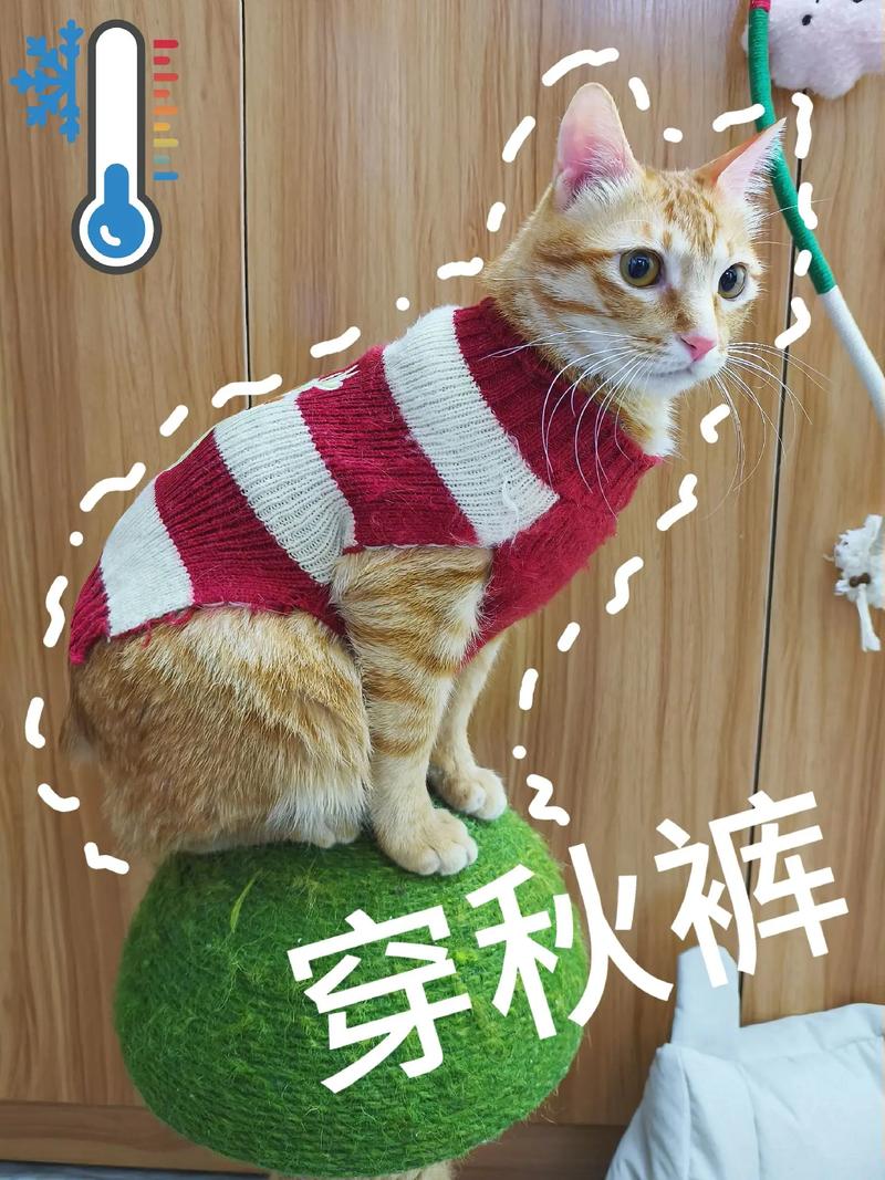 怕冷的猫咪怎么过冬