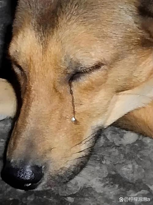 半夜狗哭的10种预兆